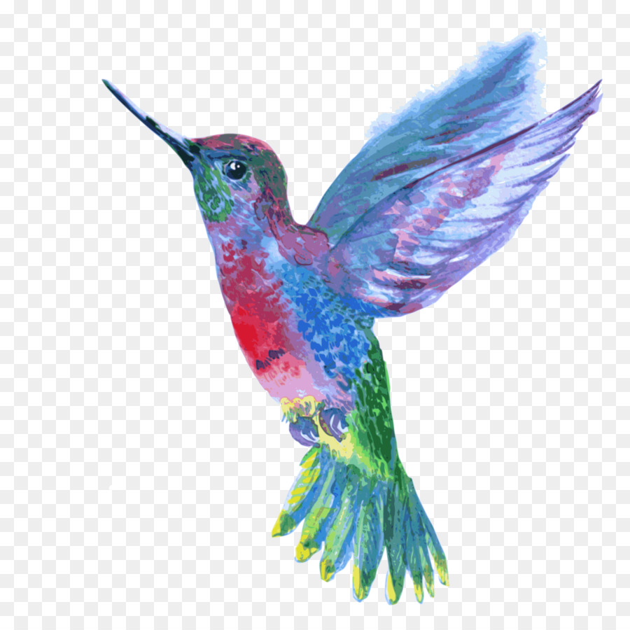 Colorful Hummingbird Drawing Realistic