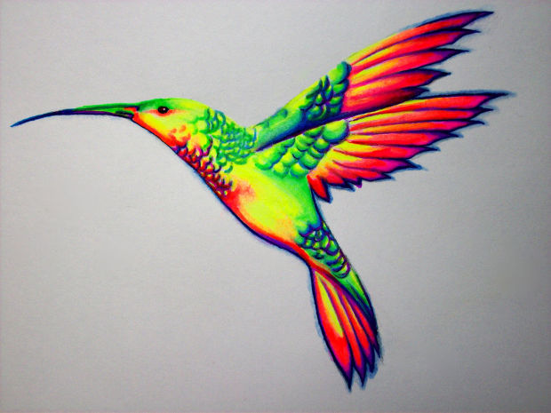 Colorful Hummingbird Drawing Sketch