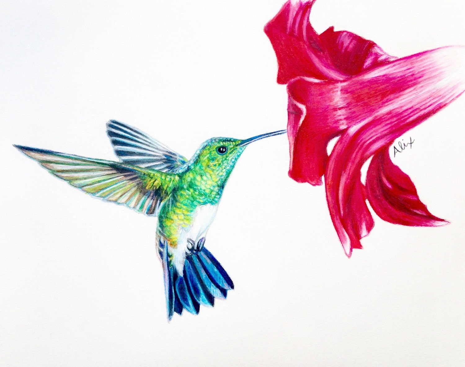 Colorful Hummingbird Drawing