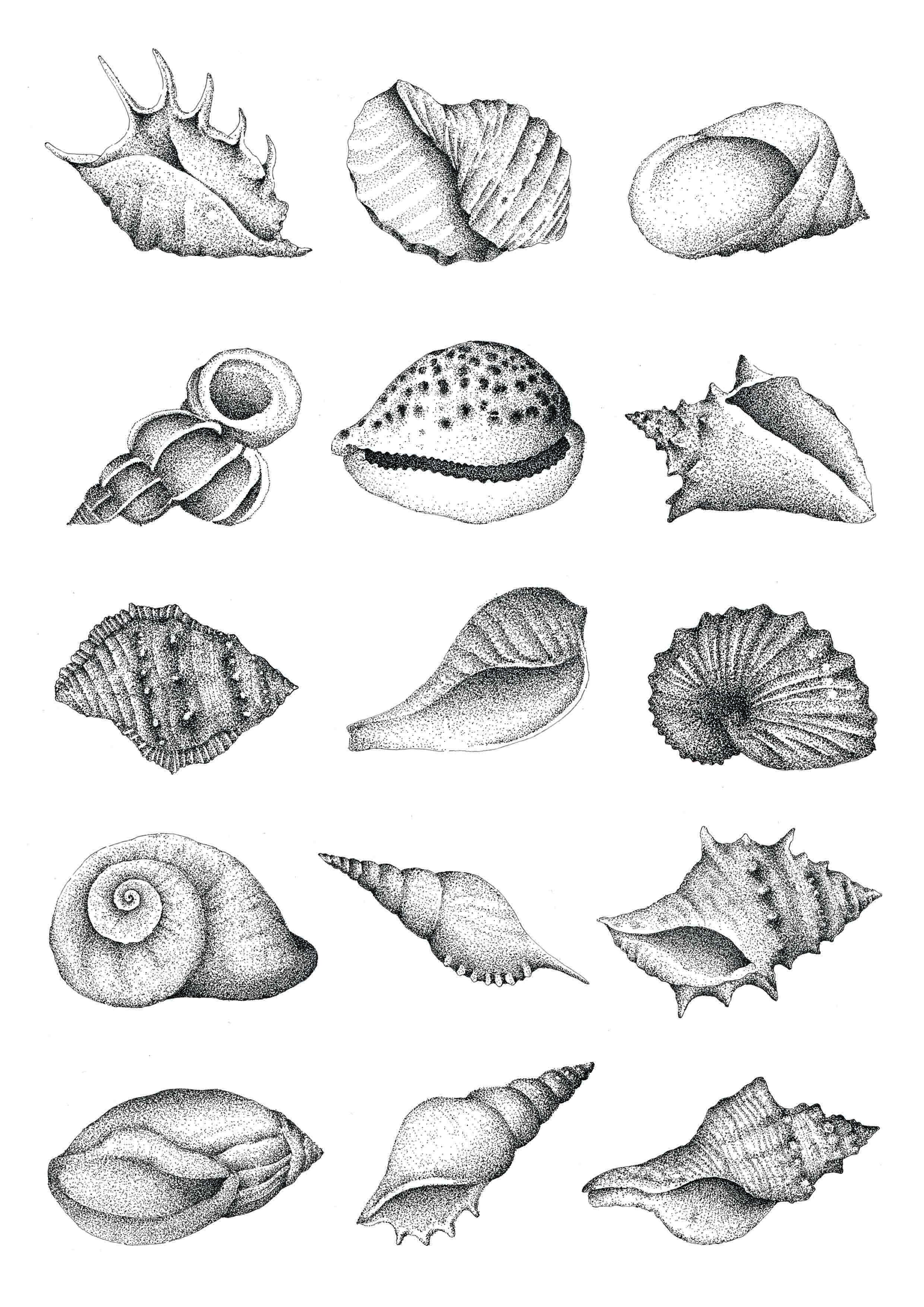Conch Seashell Best Drawing