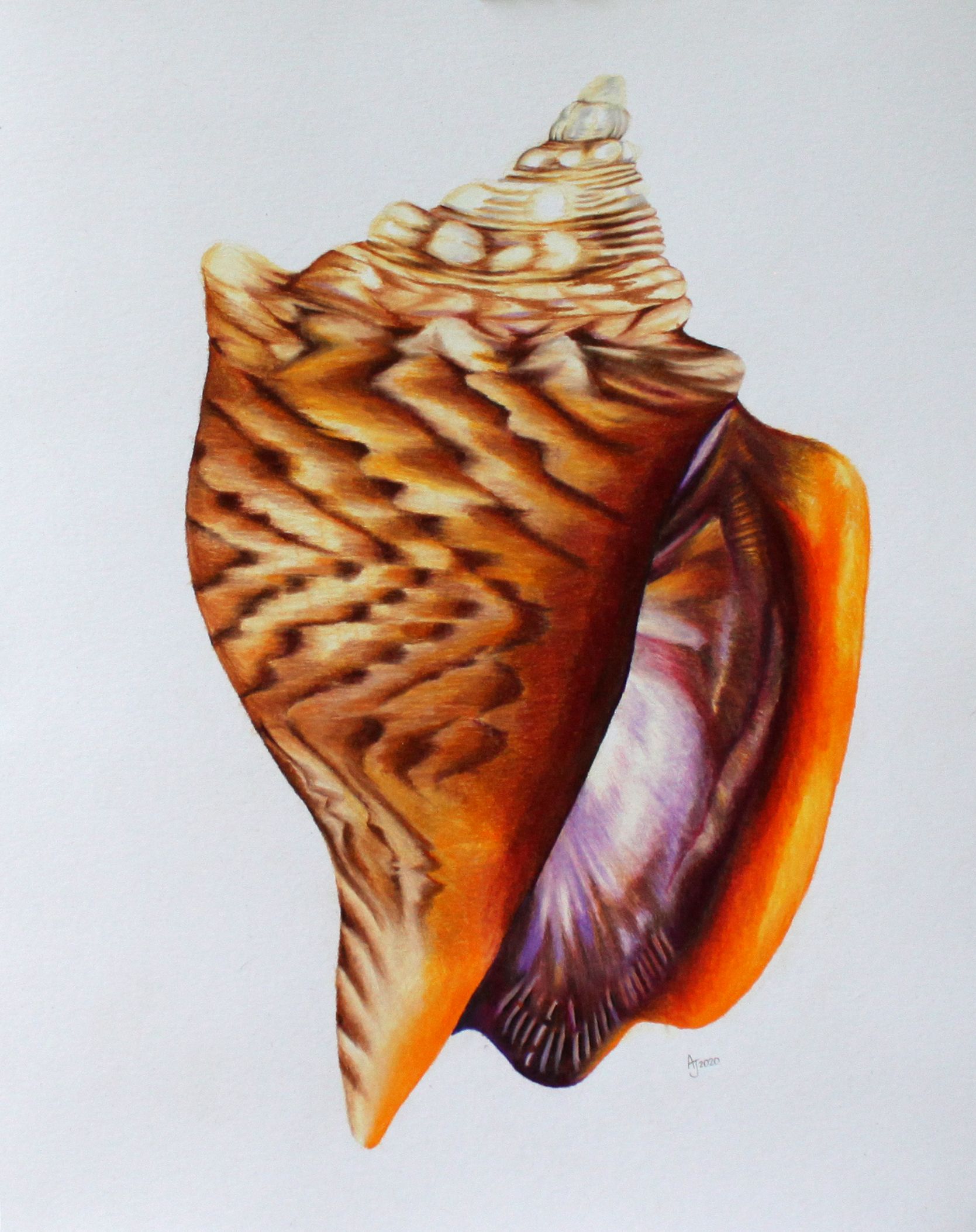 Conch Seashell Drawing Amazing