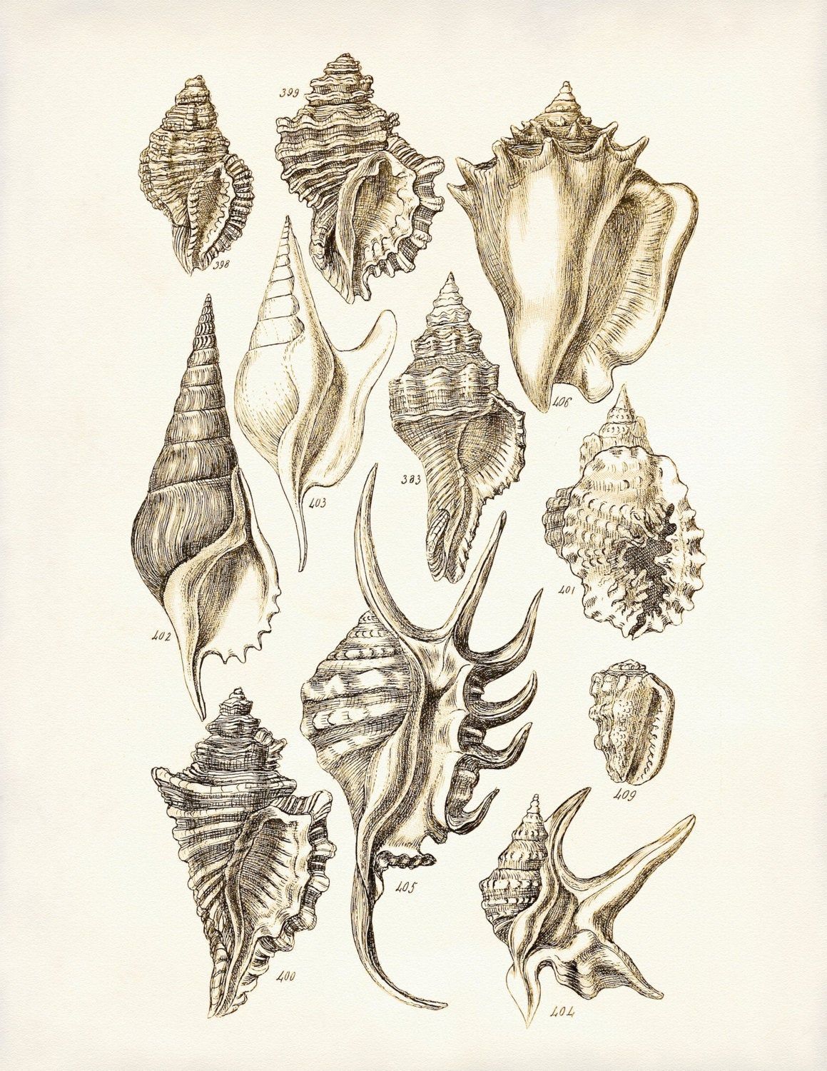 Conch Seashell Drawing Beautiful Art
