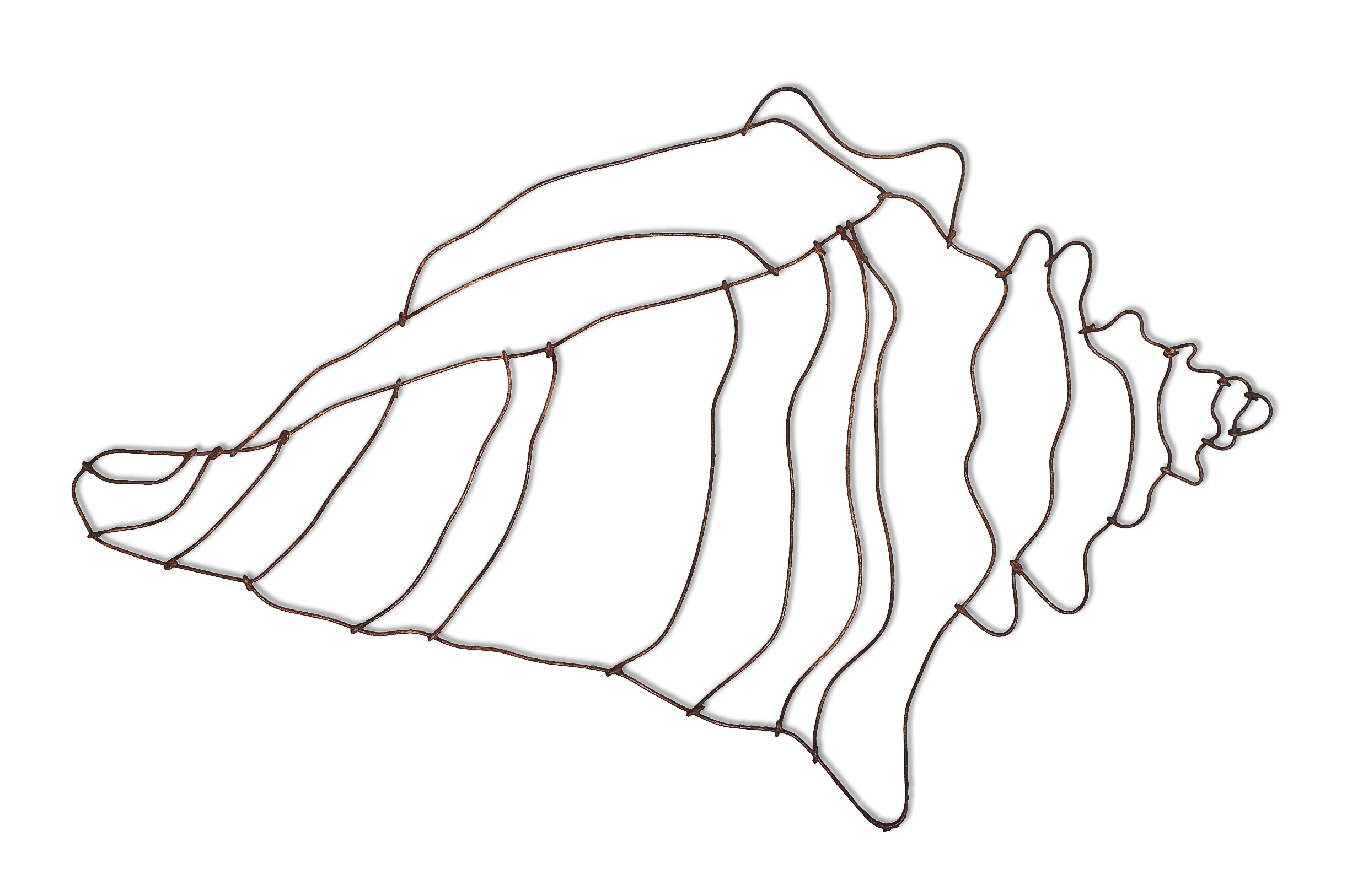 Conch Seashell Drawing Beautiful Image