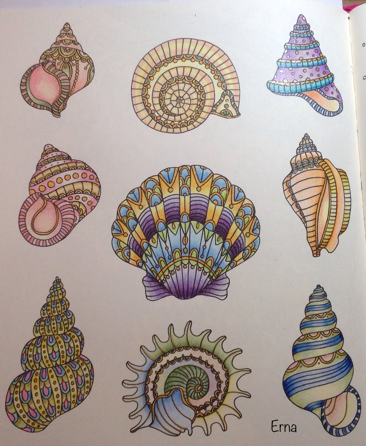 Conch Seashell Drawing Creative Art