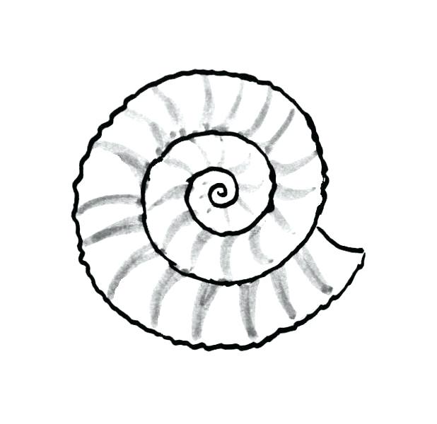 Conch Seashell Drawing High-Quality