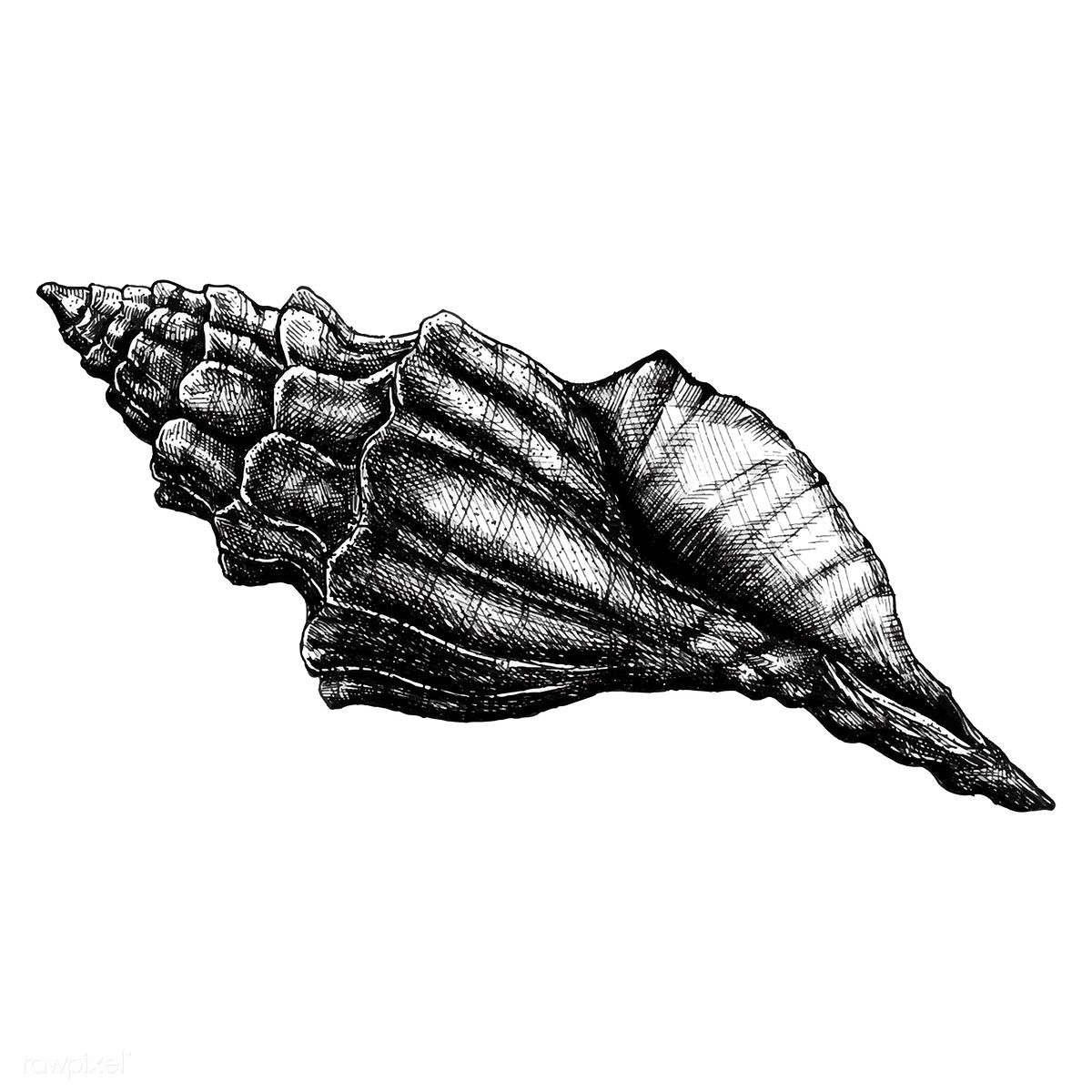 Conch Seashell Drawing Photos
