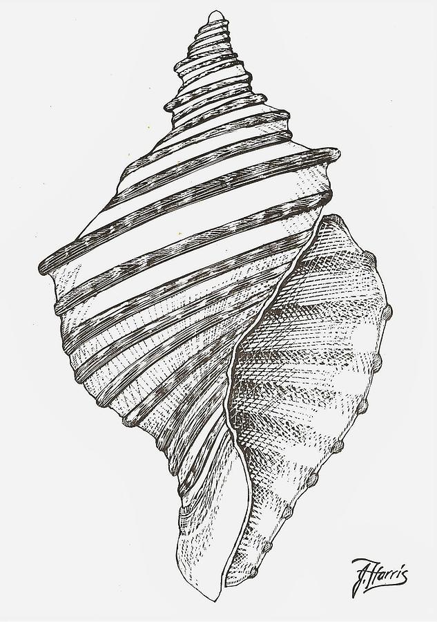 Conch Seashell Drawing Pics