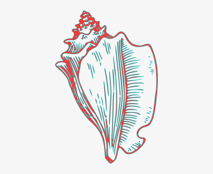 Conch Seashell Drawing Realistic