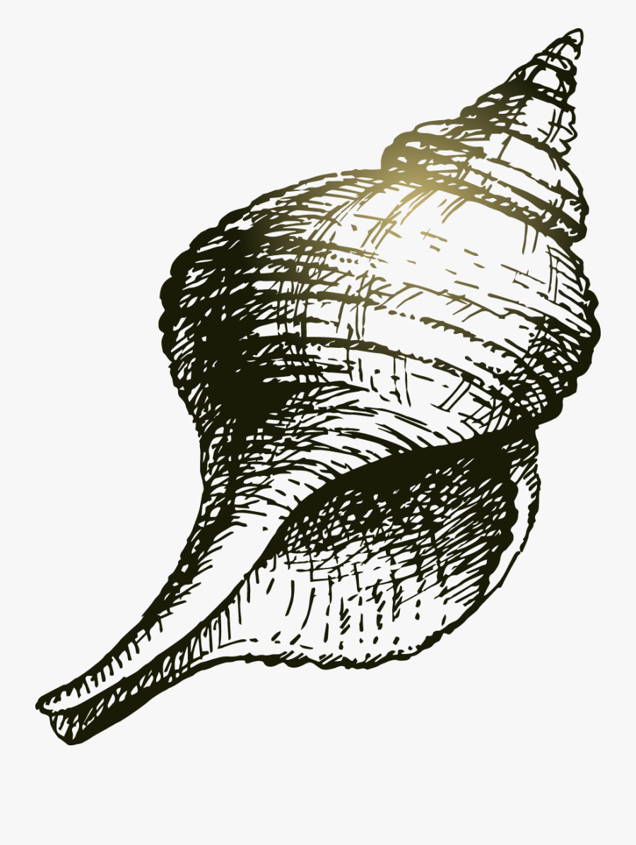 Conch Seashell Drawing Sketch