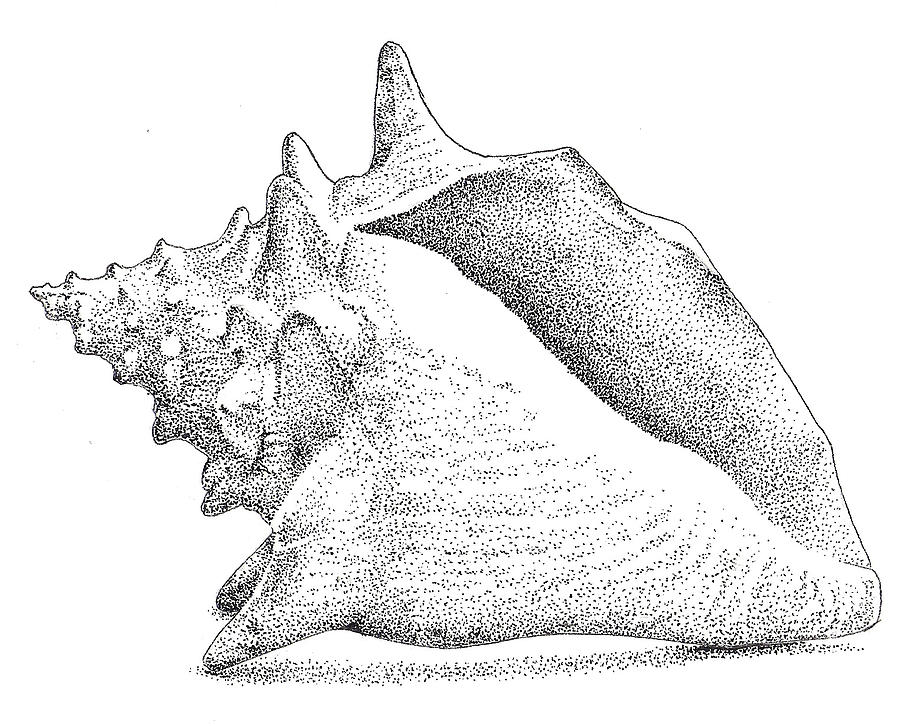 Conch Seashell Drawing