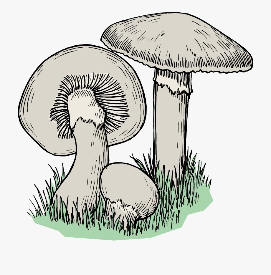 Cool Mushroom Best Drawing