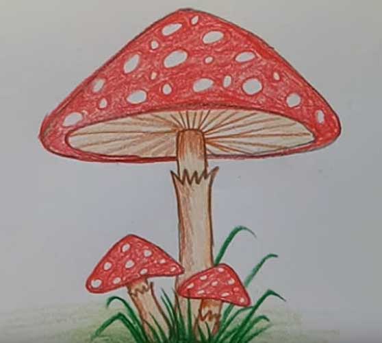 Cool Mushroom Drawing Amazing