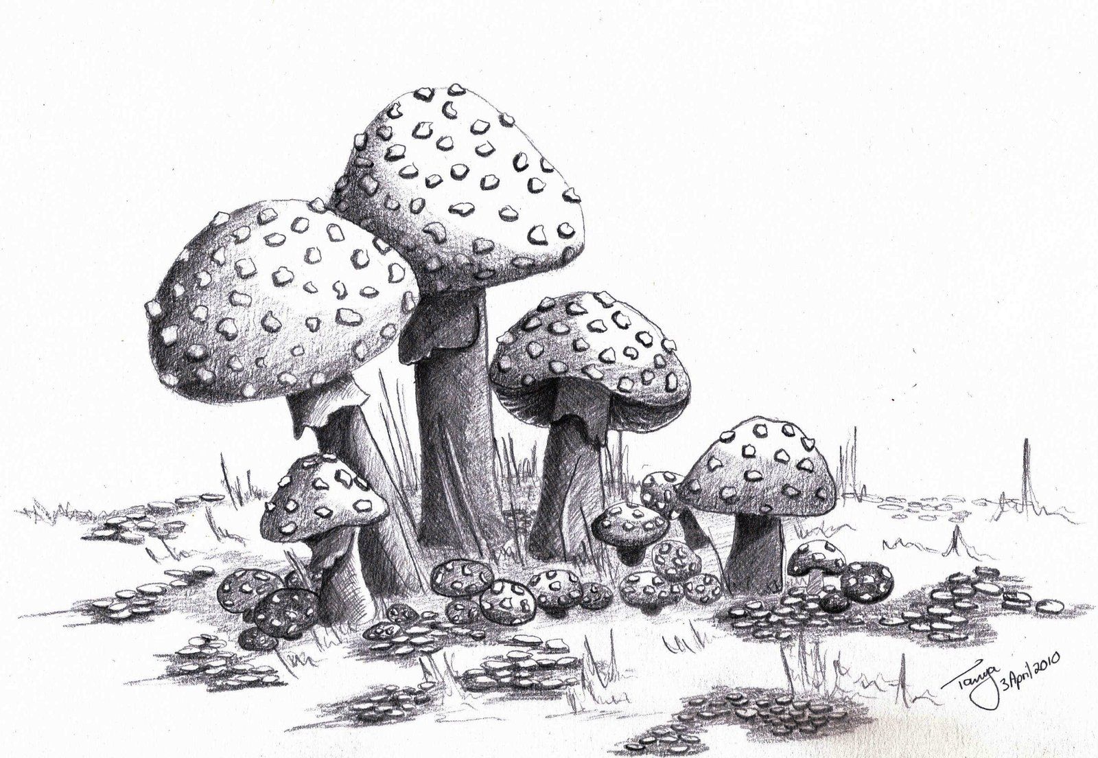 Cool Mushroom Drawing Art