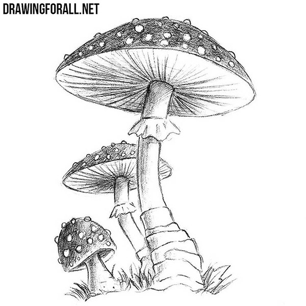 Cool Mushroom Drawing Sketch