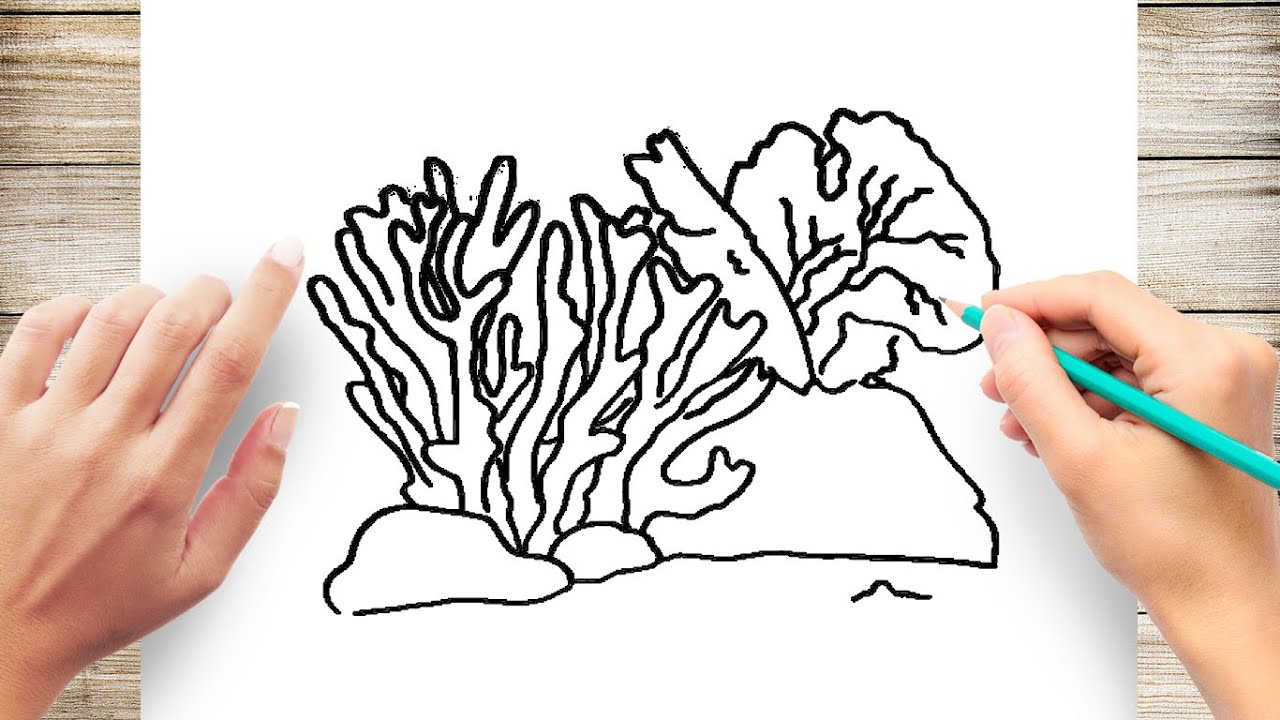 Coral Drawing Image