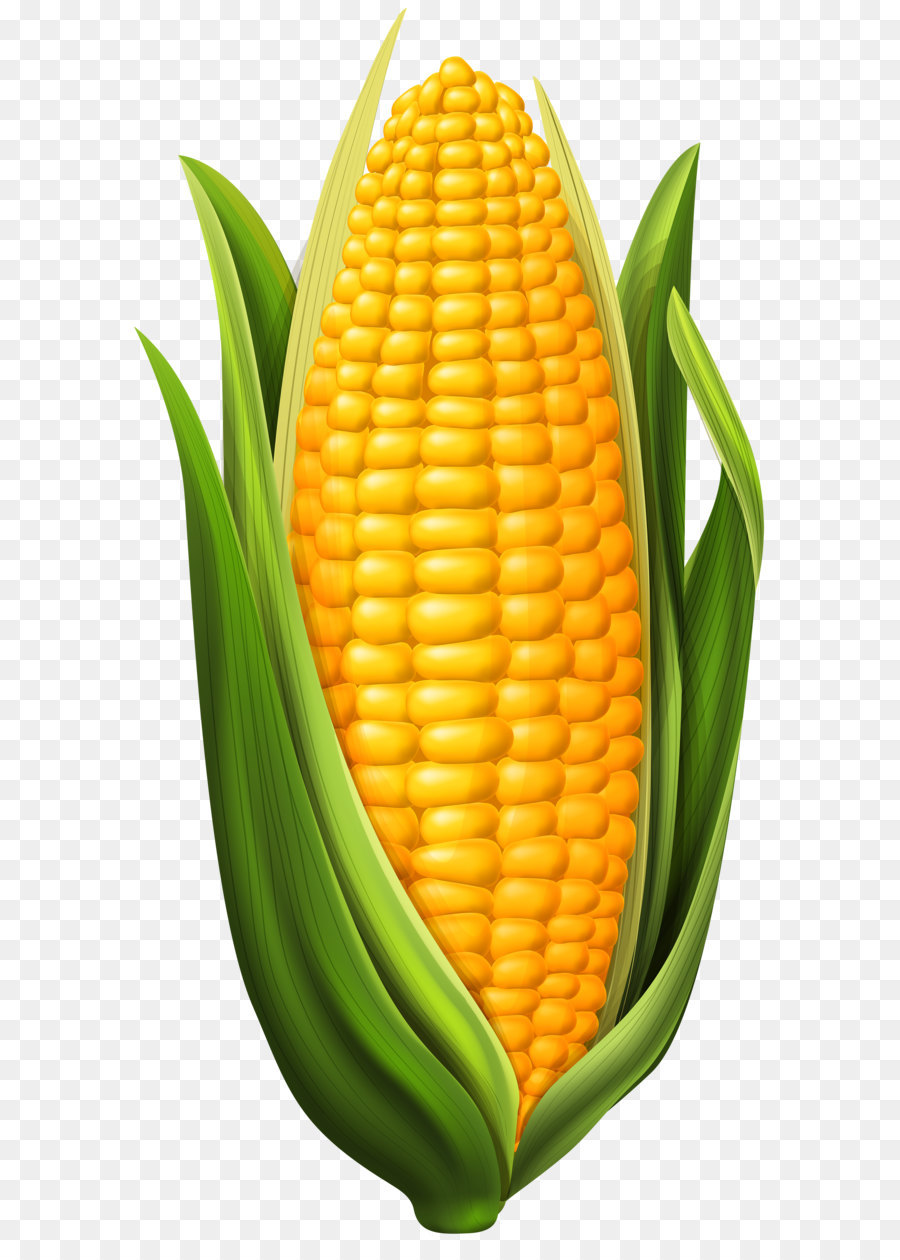 Corn Art Drawing