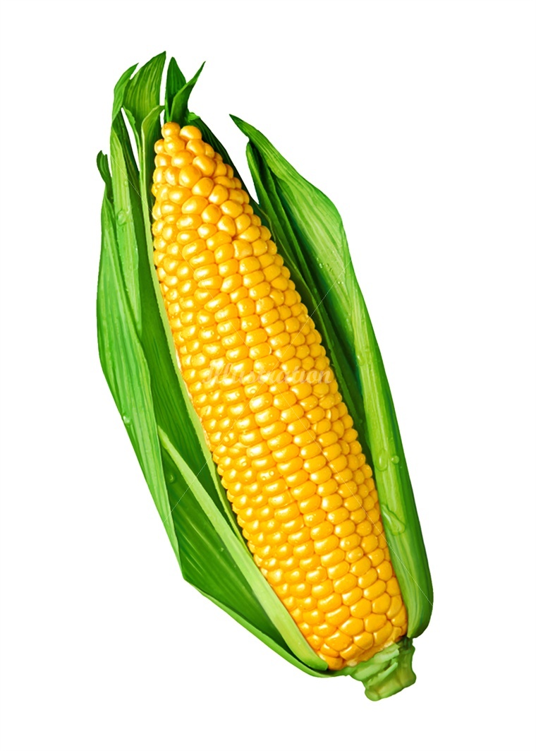 Corn Drawing Beautiful Art