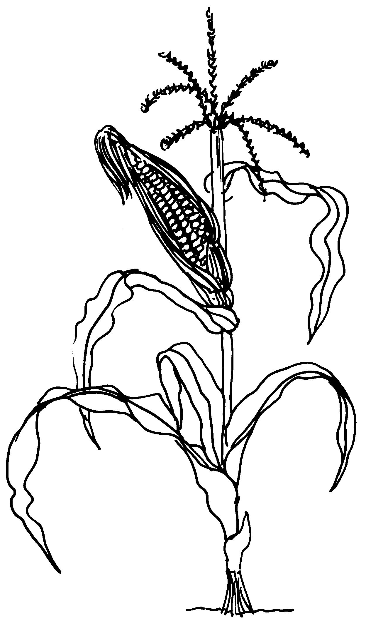 Corn Drawing Beautiful Image