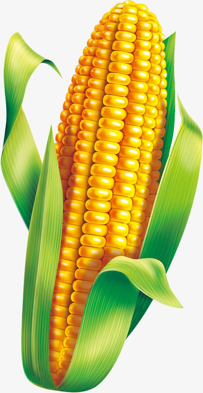 Corn Drawing High-Quality
