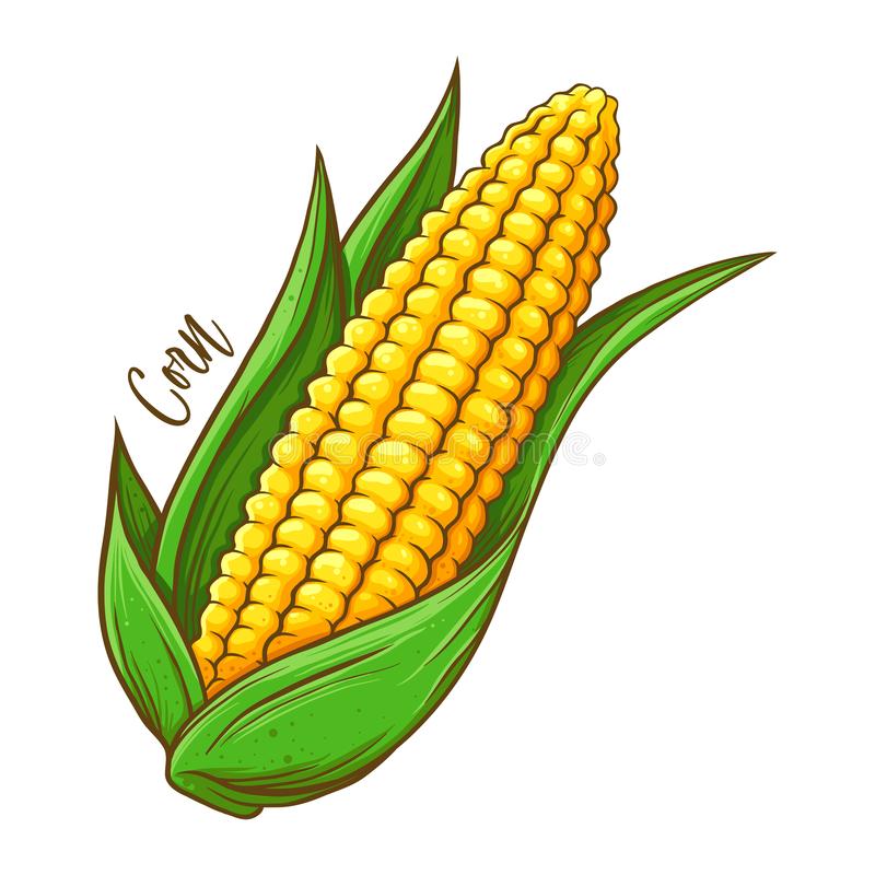 Corn Drawing Image