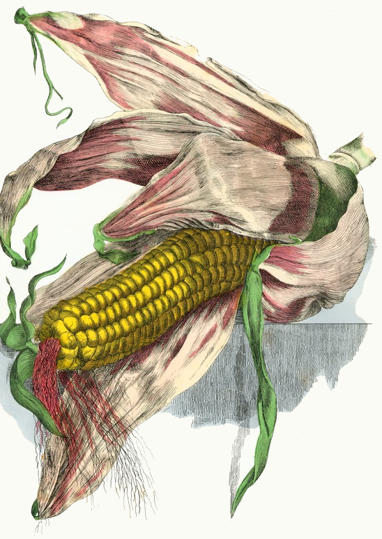 Corn Drawing Pics