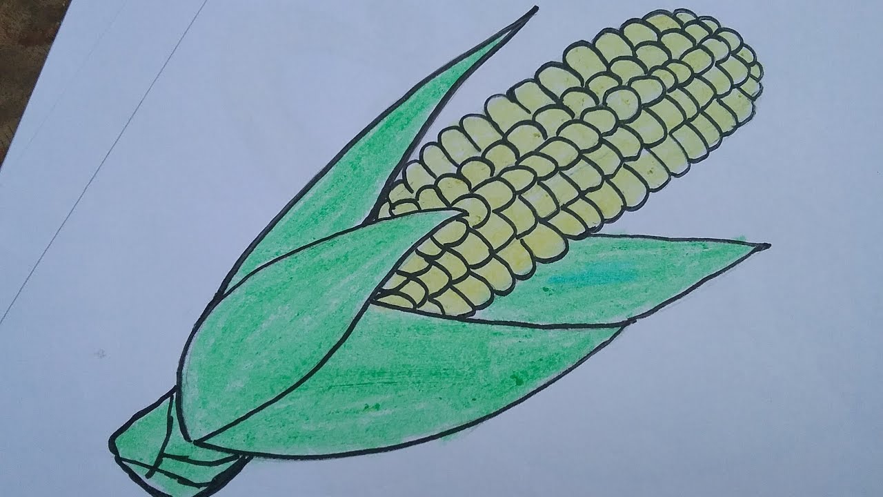 Corn Drawing Realistic