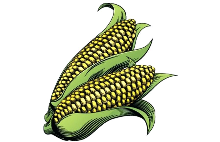 Corn Drawing Sketch