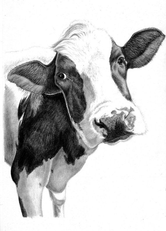 Cow Face Best Drawing