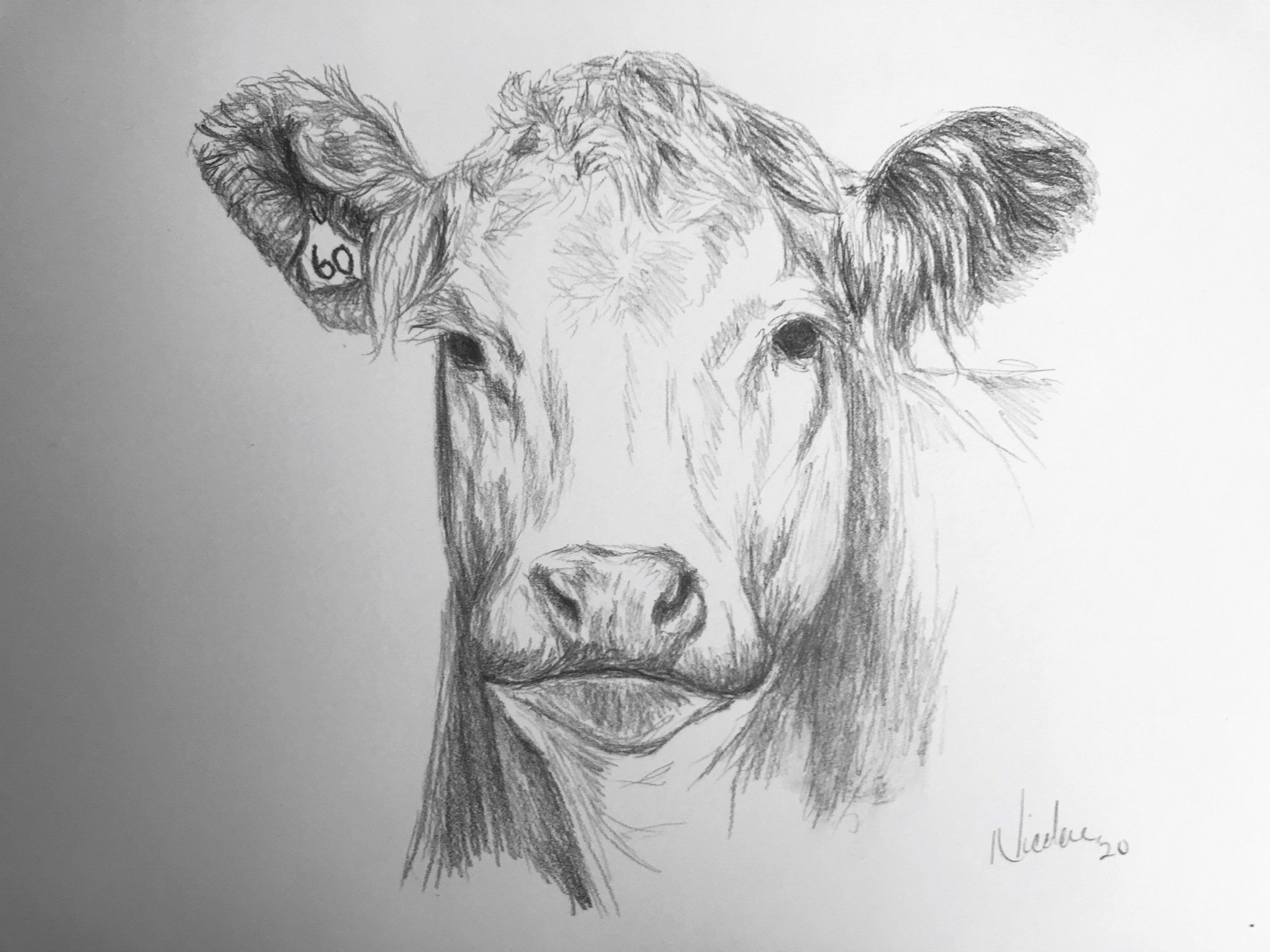 Cow Face Drawing High-Quality