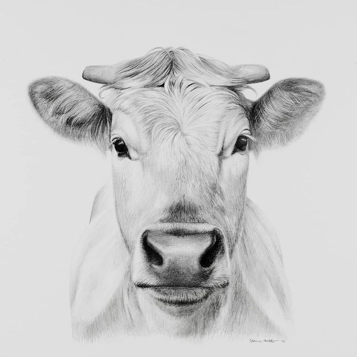 Cow Face Drawing Photo