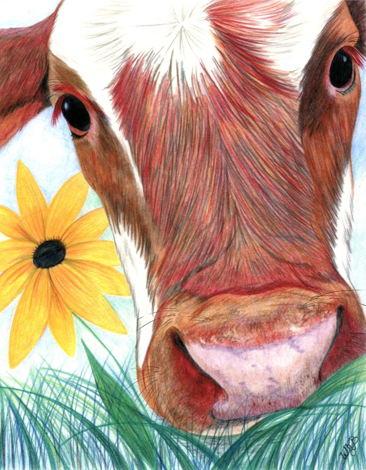 Cow Face Drawing Pic