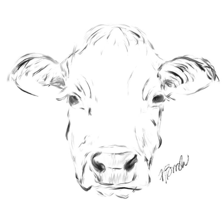 Cow Face Drawing Pics