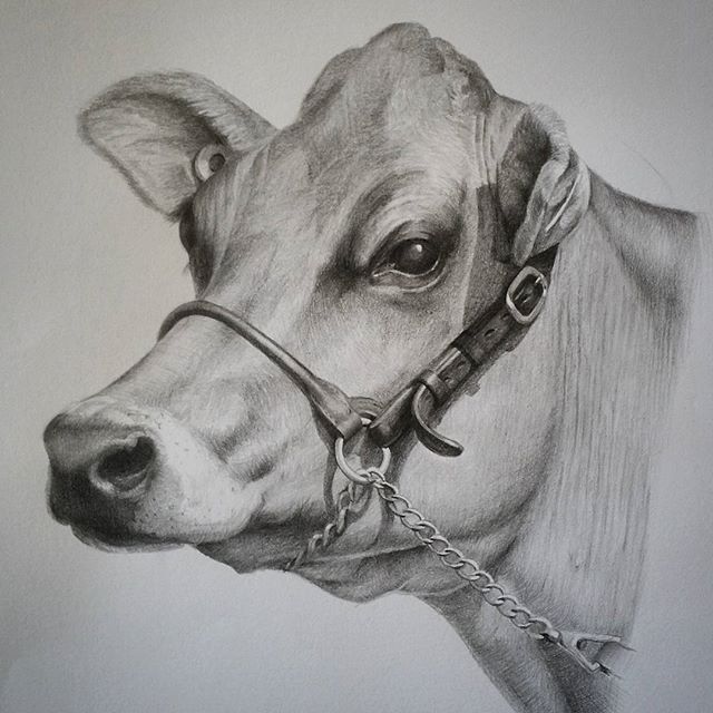 Cow Face Drawing Realistic