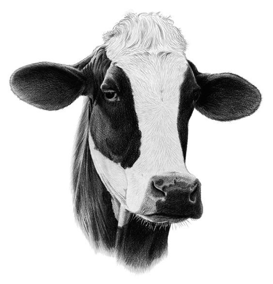 Cow Head Drawing Beautiful Image