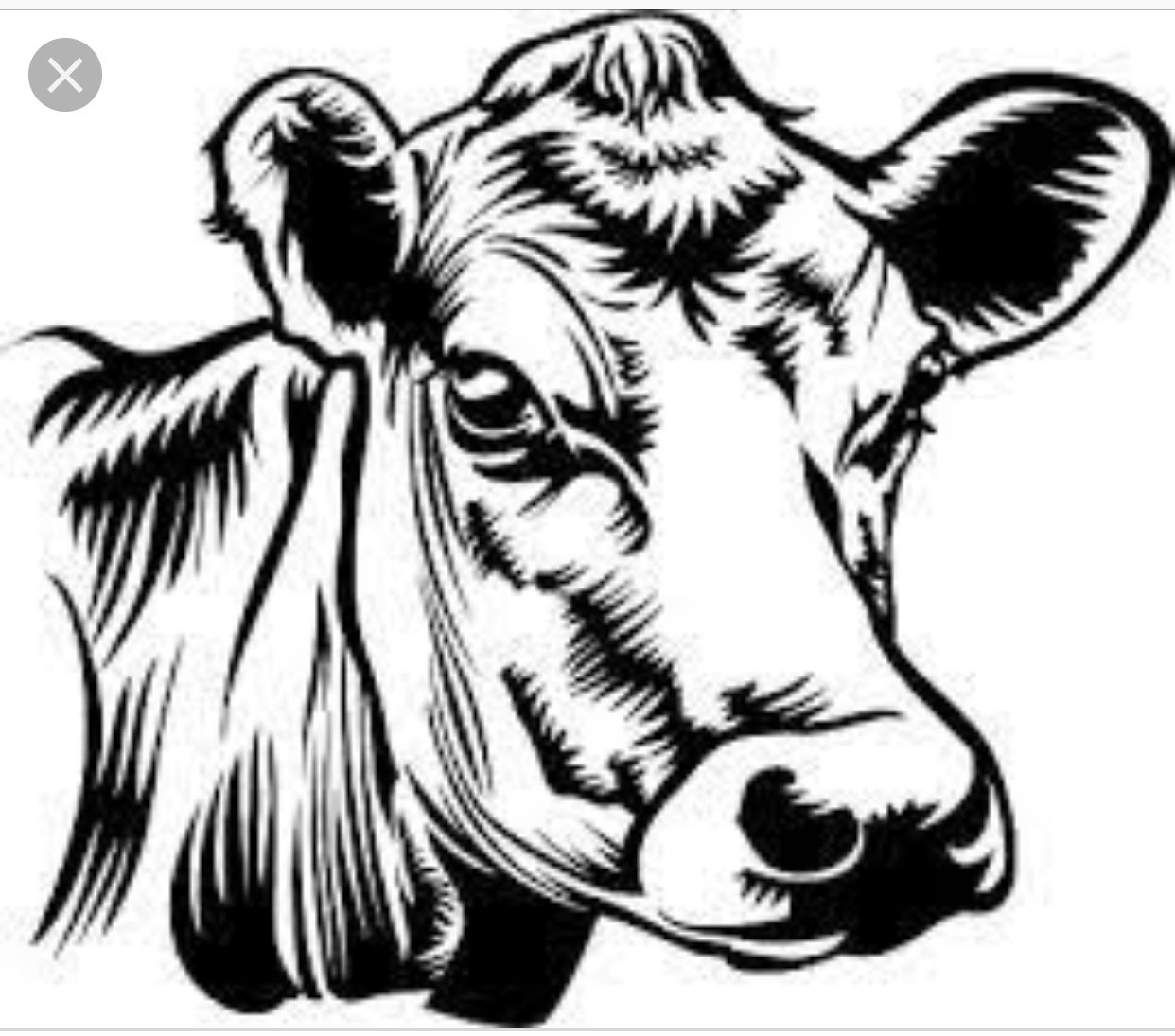 Cow Head Drawing Pics
