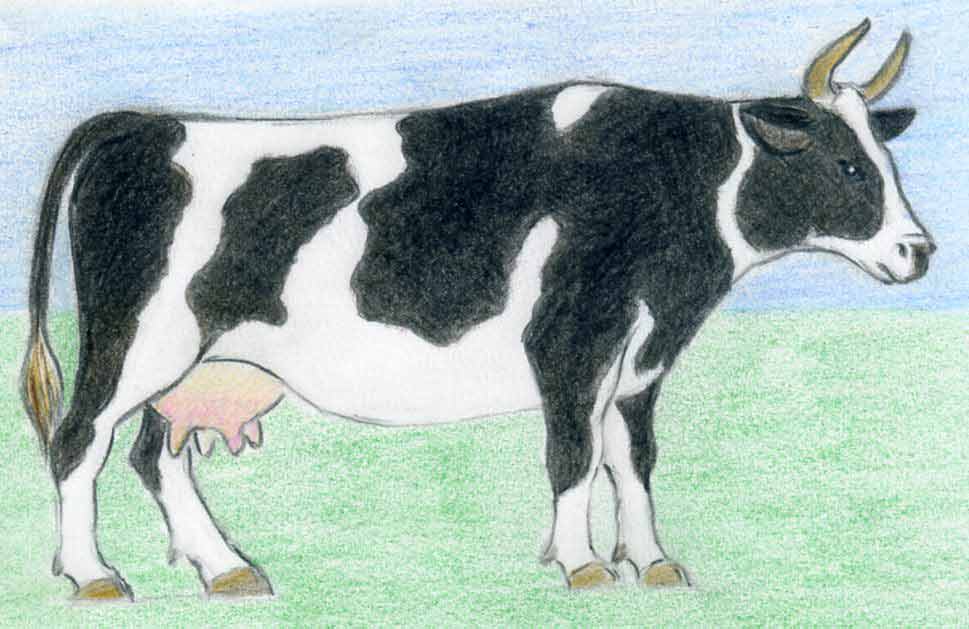 Cow Simple Art Drawing