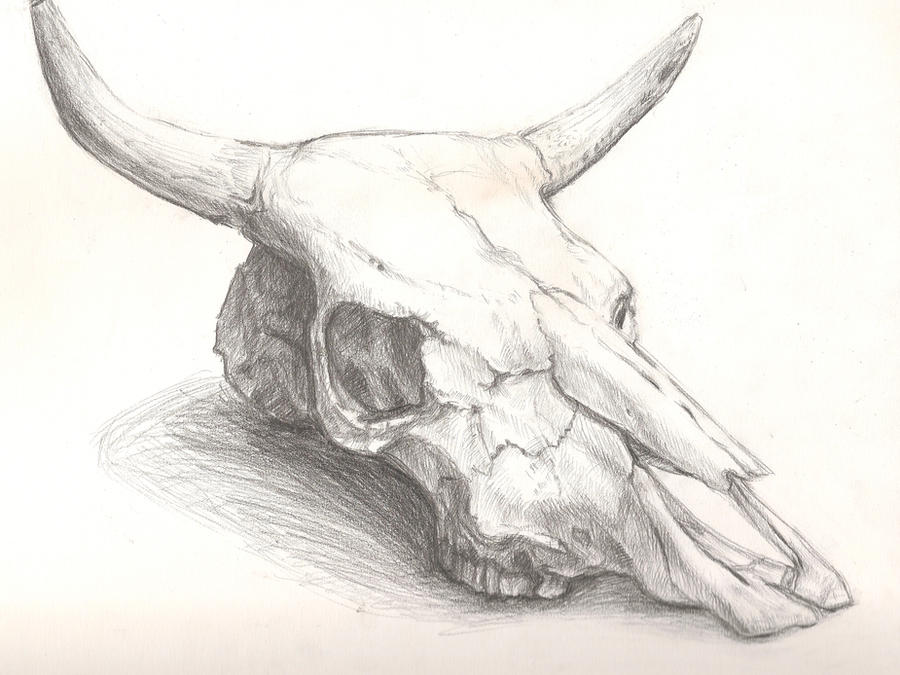 Cow Skull Drawing Photo