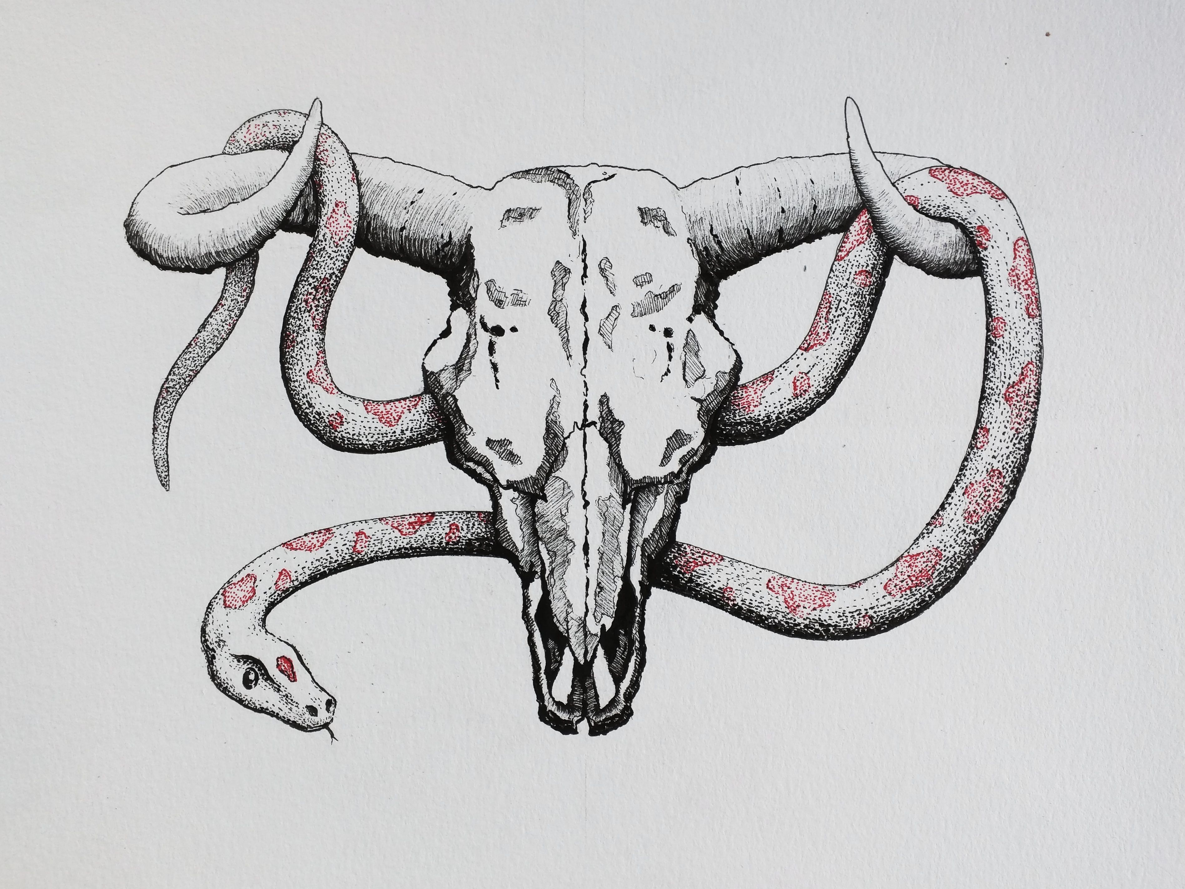 Cow Skull Drawing Pics