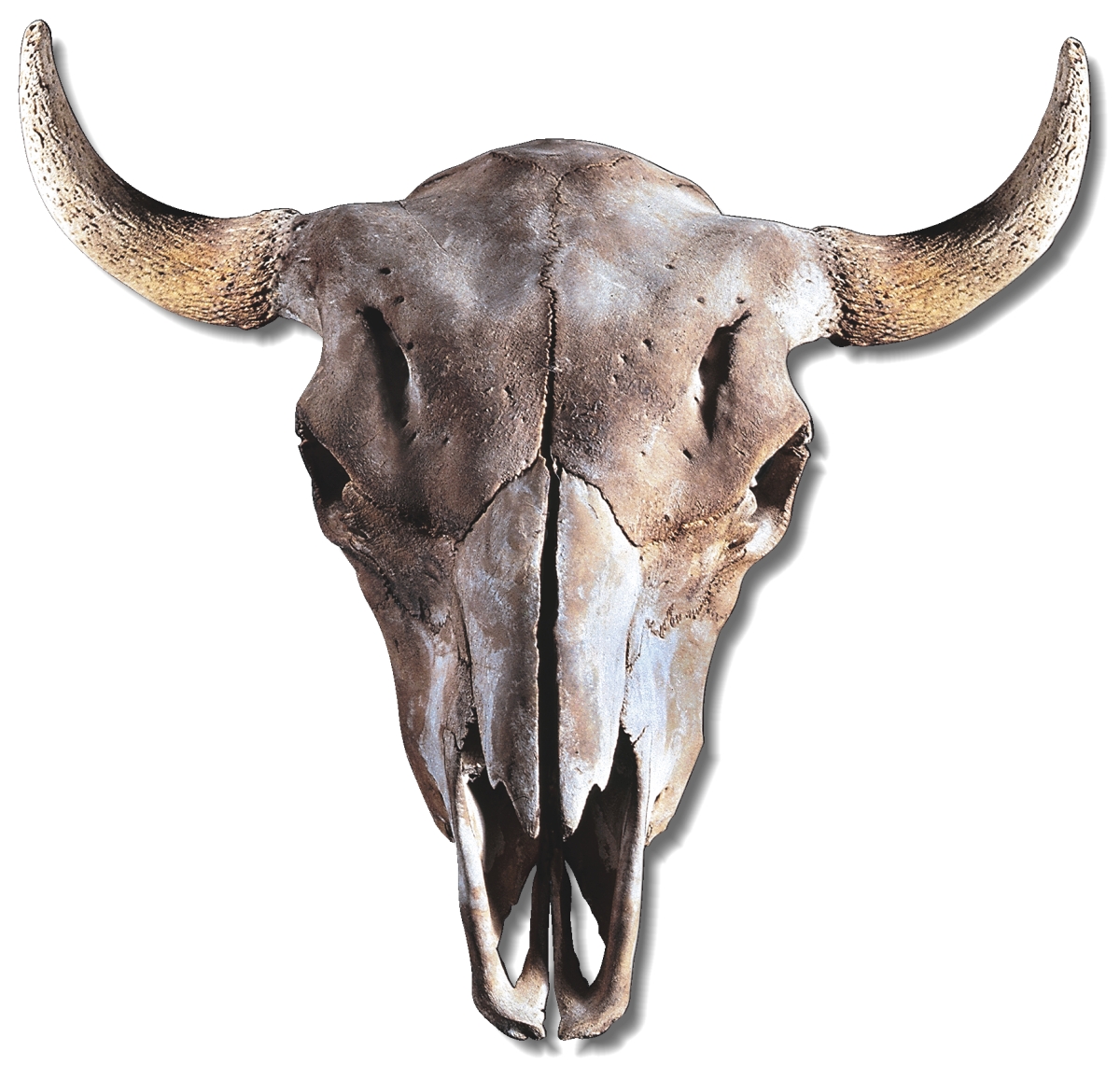 Cow Skull Drawing Realistic