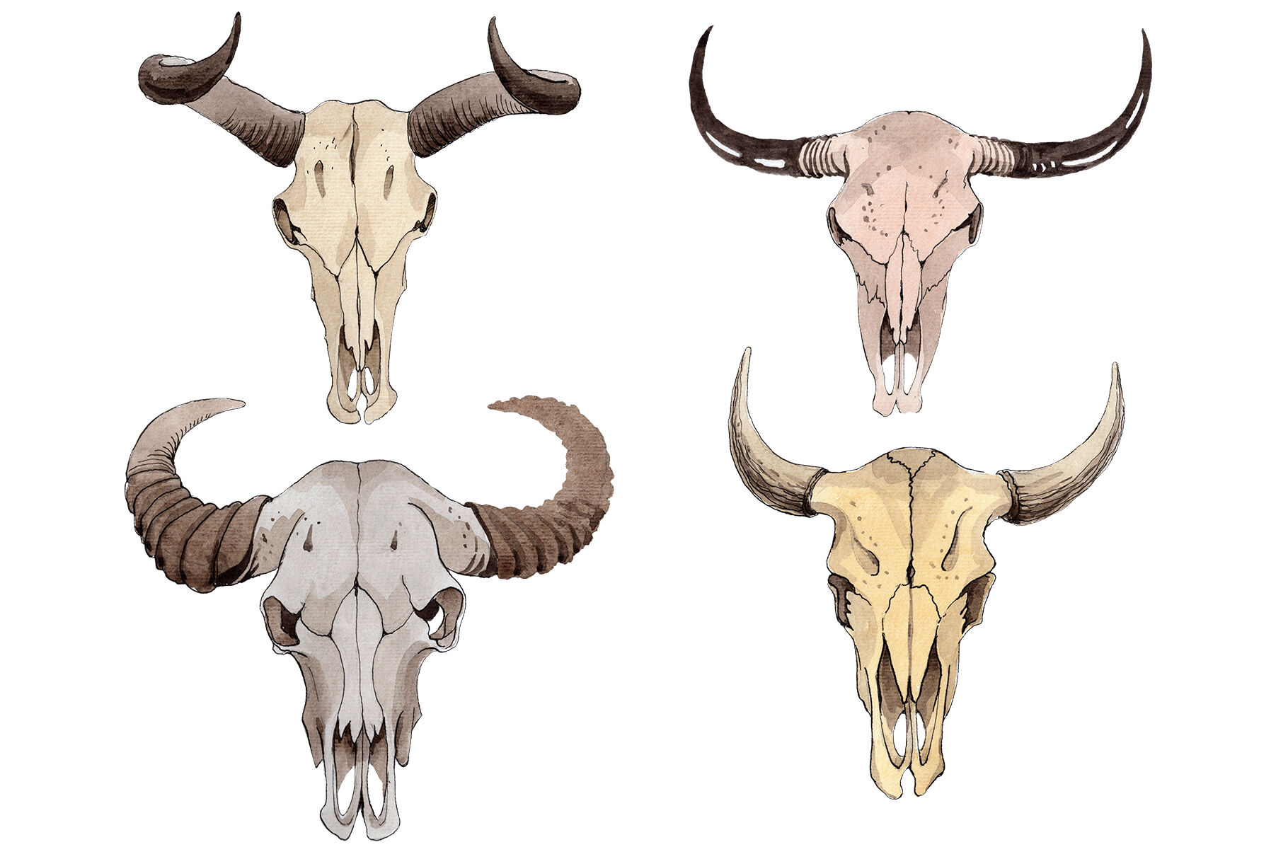 Cow Skull Drawing