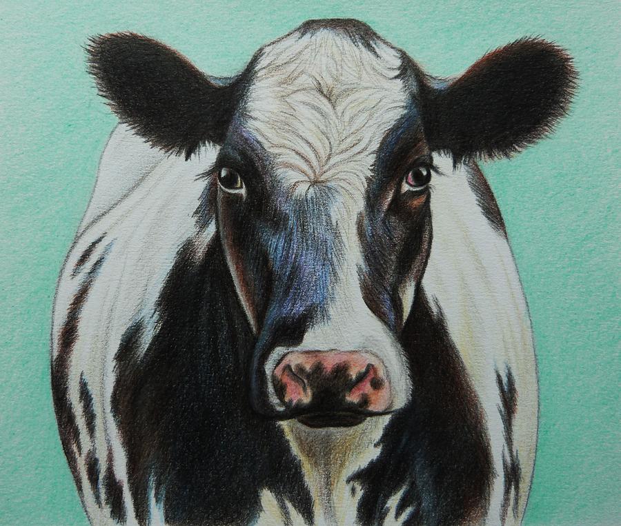 Cows Face Drawing Image
