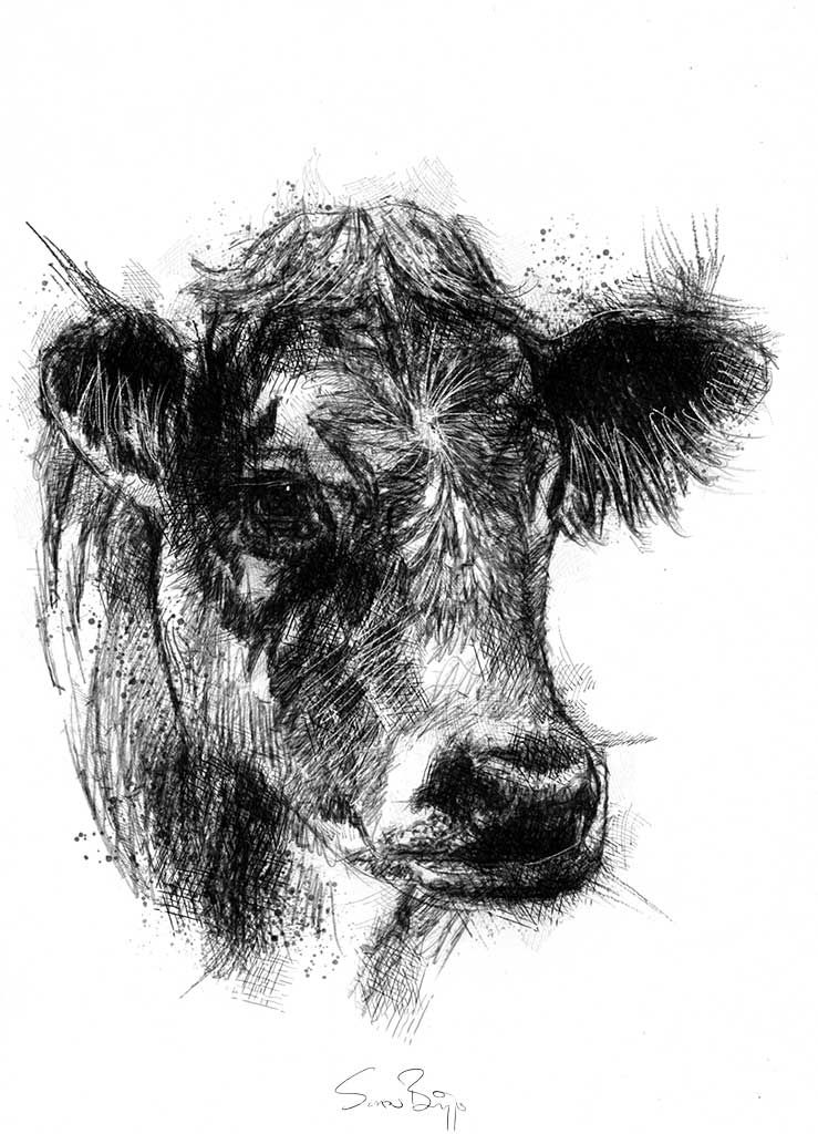 Cows Face Drawing Sketch
