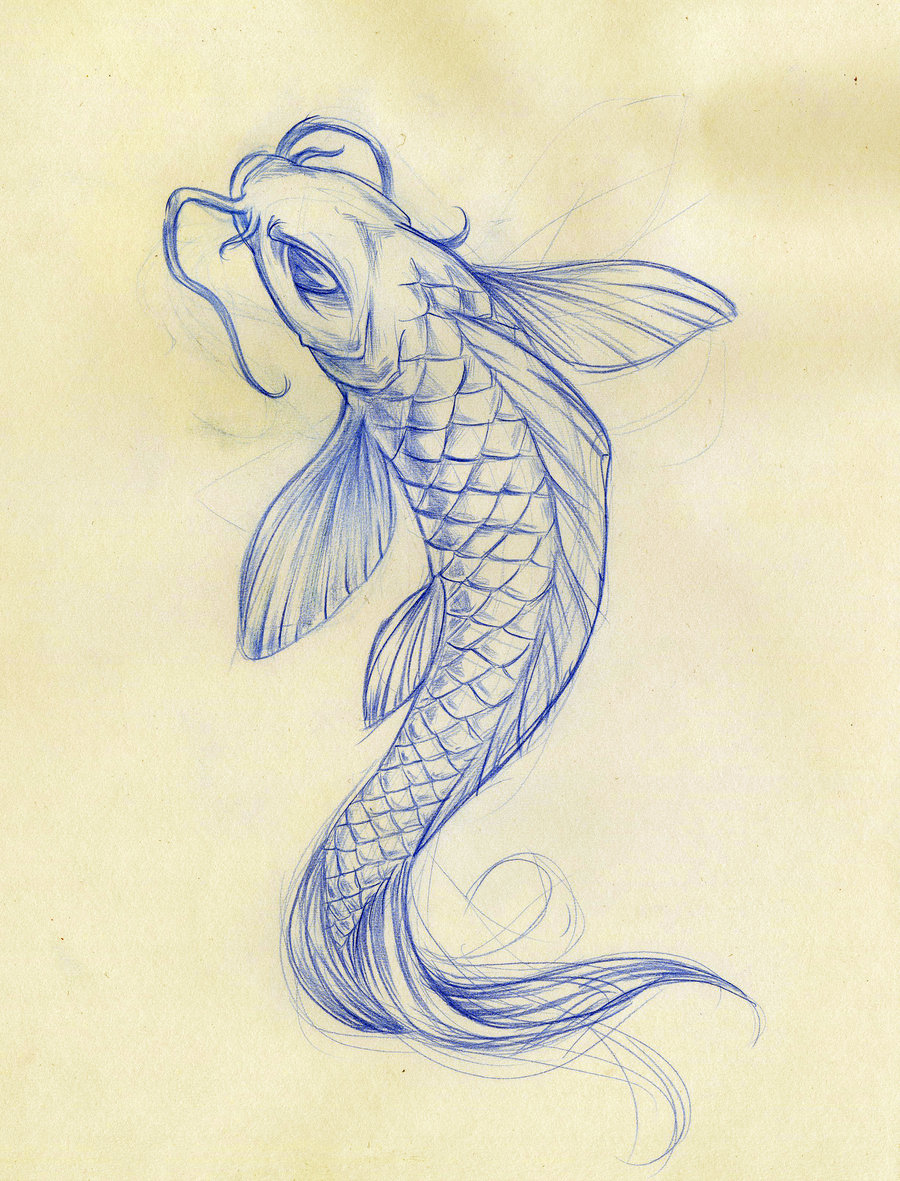Coy Fish Drawing Beautiful Image