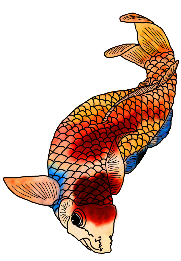 Coy Fish Drawing Image