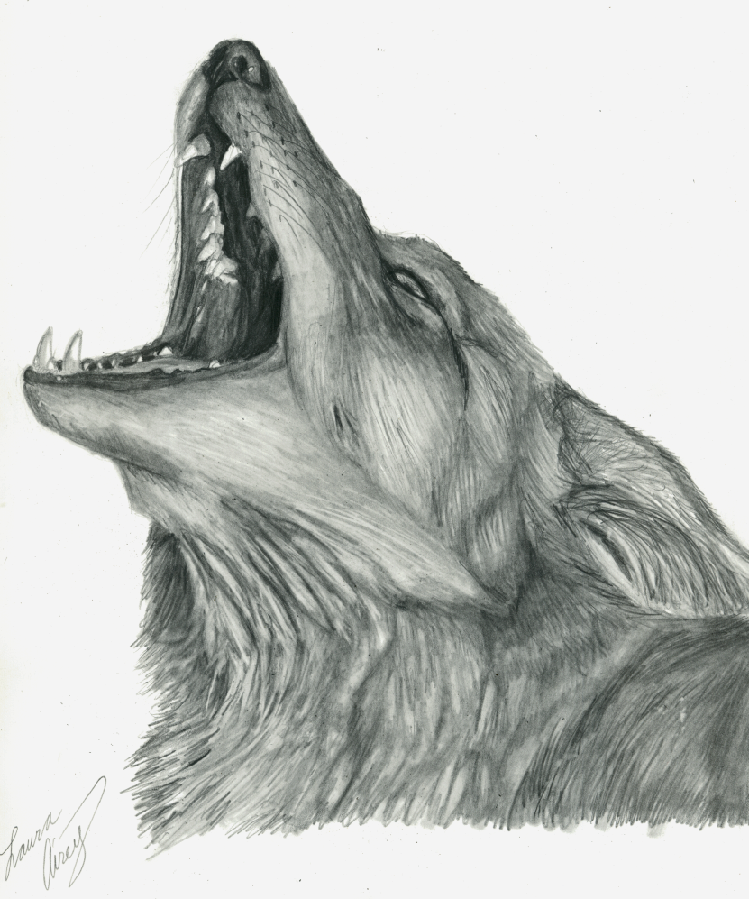 Coyote Art Drawing