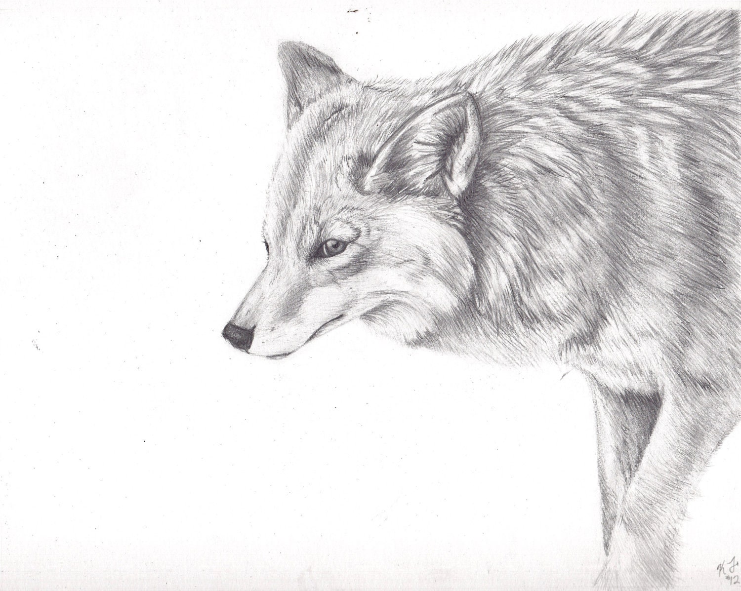 Coyote Drawing Amazing
