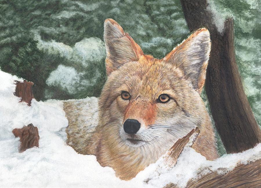 Coyote Drawing Art
