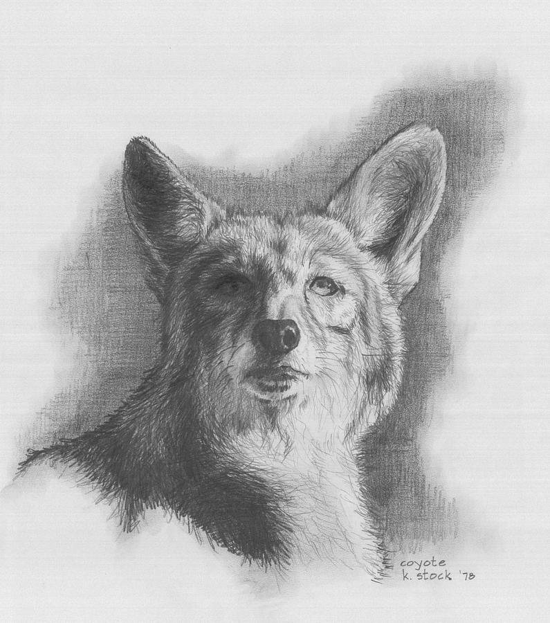 Coyote Drawing Beautiful Art
