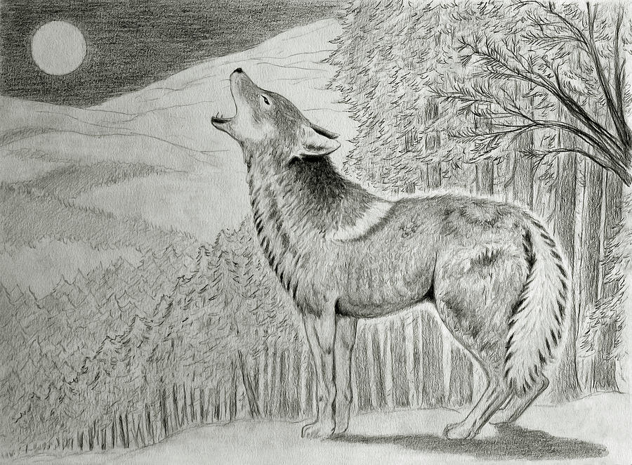 Coyote Drawing High-Quality