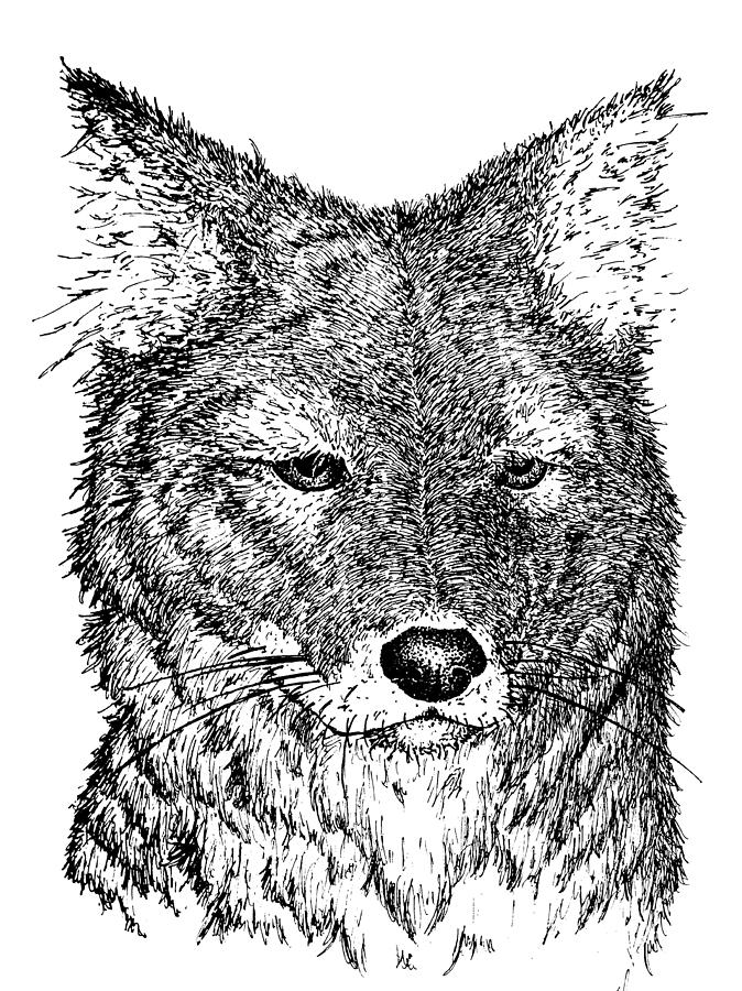 Coyote Drawing Image